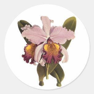 Sticker Rond Orchidée Cattleya Violette Vintage, Fleurs Tropica