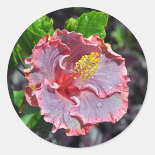 Sticker Rond Orchidée hawaïenne rose