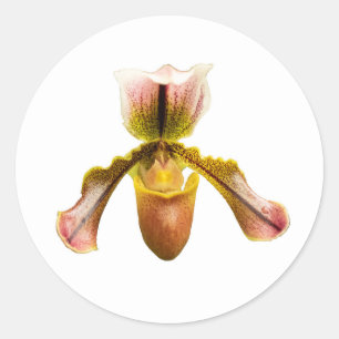 Sticker Rond Orchidée jaune