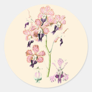 Sticker Rond Orchidée rose violet vintage illustration botaniqu