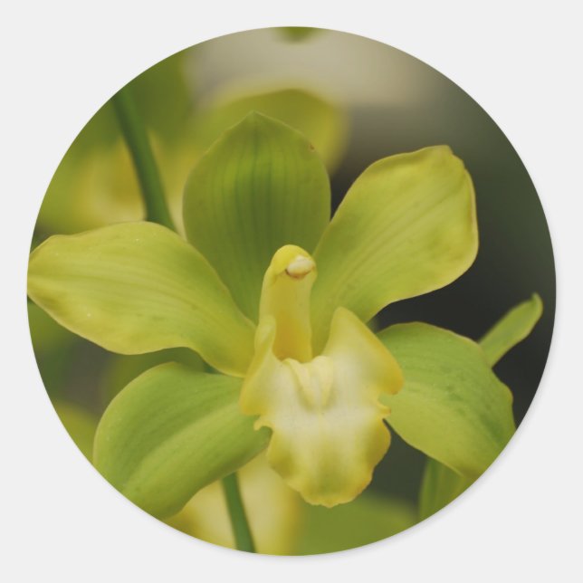 Sticker Rond Orchidée verte (Devant)