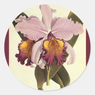 Sticker Rond Orchidée vintage violette Cattleya, Fleurs tropica