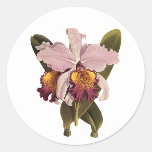 Sticker Rond Orchidée vintage violette Cattleya, Fleurs tropica