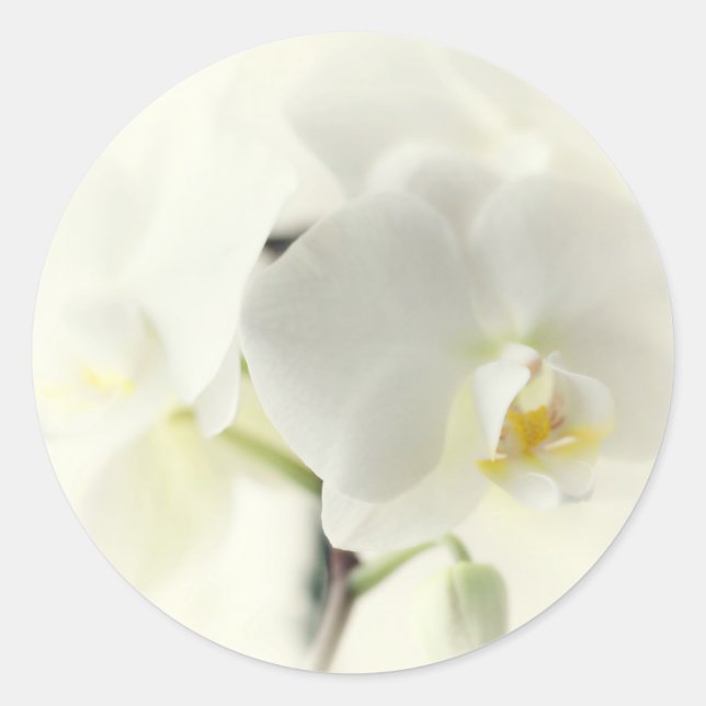 Sticker Rond Orchideen (Devant)