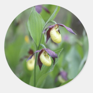 Sticker Rond Orchidées à laine (Cypripedium calceolus)