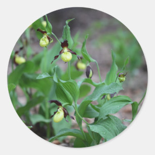 Sticker Rond Orchidées à laine (Cypripedium calceolus)