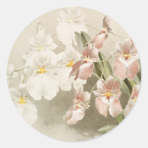 Sticker Rond Orchidées blanches Fleur Vintage vieille illustrat
