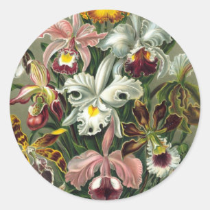 Sticker Rond Orchidées d'Ernst Haeckel, fleurs vintage de la fo