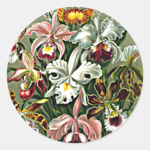 Sticker Rond Orchidées - Ernst Haeckel, Orchidae
