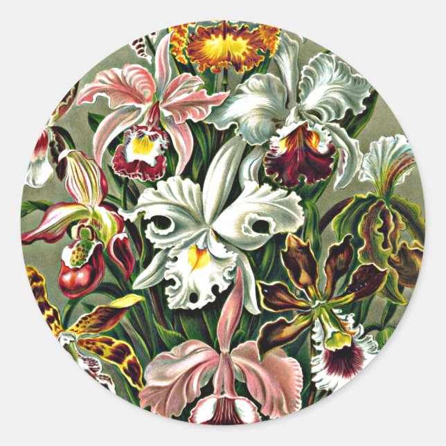 Sticker Rond Orchidées - Ernst Haeckel, Orchidae (Devant)