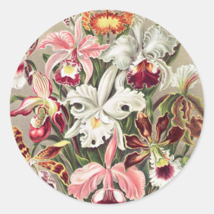 Sticker Rond Orchidées, Orchidée Denusblumen par Ernst Haeckel