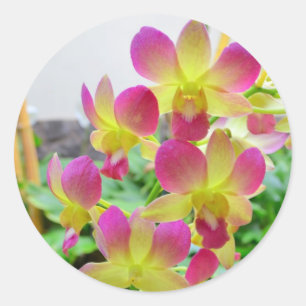 Sticker Rond Orchidées rose jaune