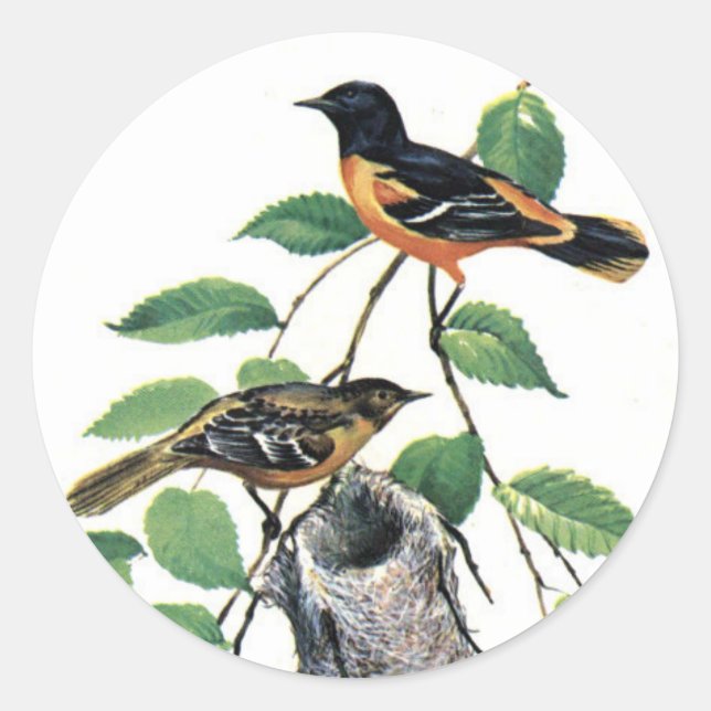 Sticker Rond Orioles de Baltimore Illustrés Oiseaux (Devant)