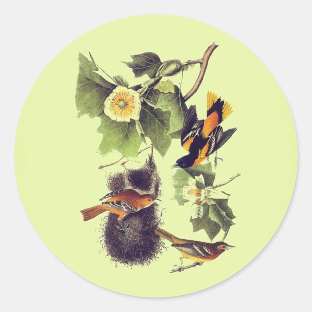 Sticker Rond Orioles Troupides vintages Audubon Birds (Devant)