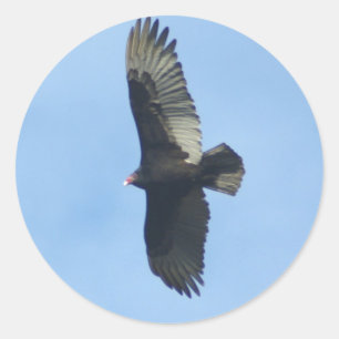 Sticker Rond Ornithologie de vautour