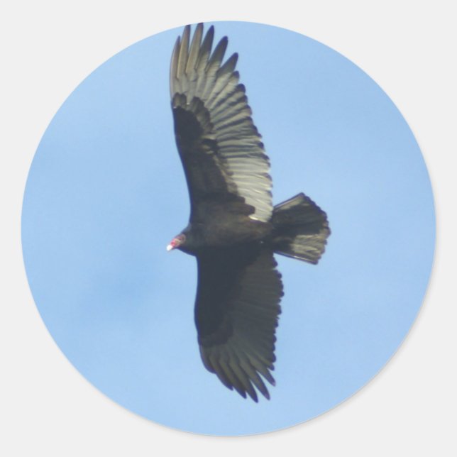 Sticker Rond Ornithologie du vautour (Devant)