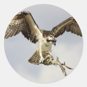 Sticker Rond Osprey