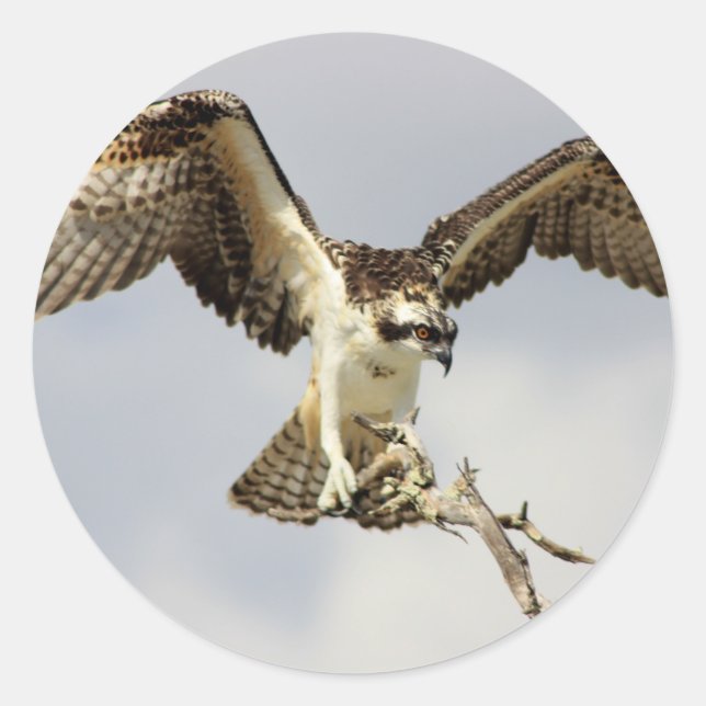 Sticker Rond Osprey (Devant)