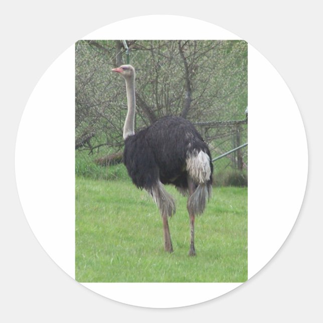 Sticker Rond Ostrich (Devant)