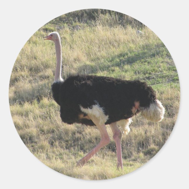Sticker Rond Ostrich (Devant)