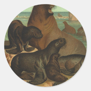 Sticker Rond Otaries sur la plage, Animaux de la vie marine vin