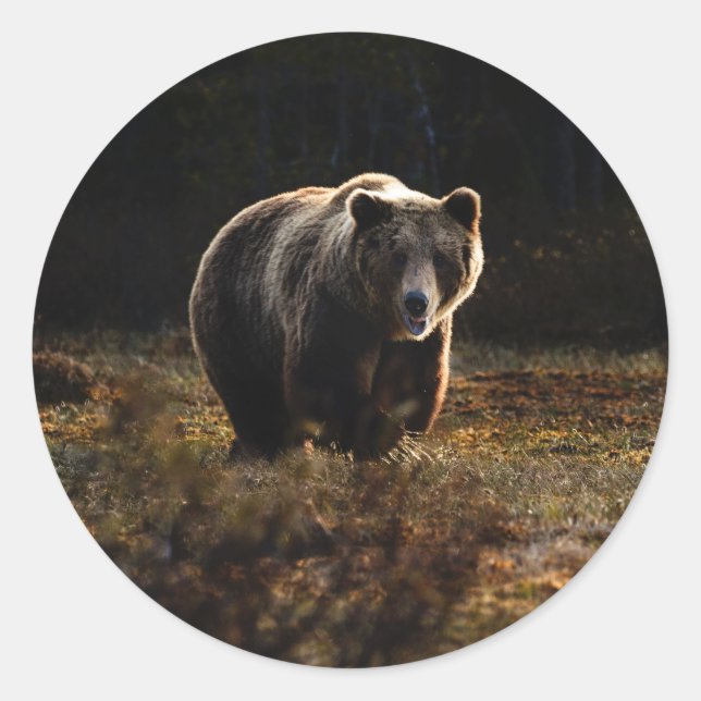 Sticker Rond Ours (Devant)