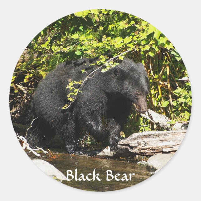 Sticker Rond Ours de la faune Amoureux des animaux Design (Devant)