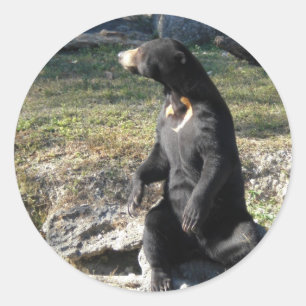 Sticker Rond Ours de Sun au zoo