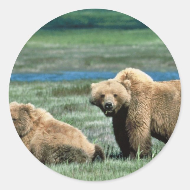 Sticker Rond Ours grizzlis (Devant)