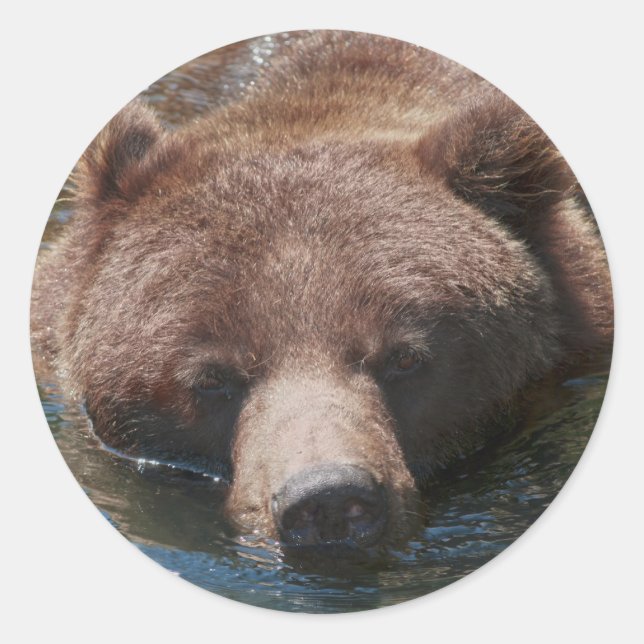 Sticker Rond Ours grizzly (Devant)