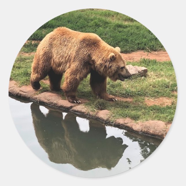 Sticker rond Ours Grizzly (Devant)