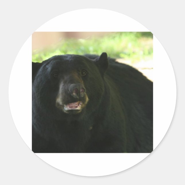Sticker Rond ours noir (Devant)