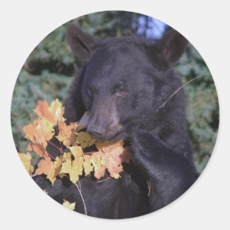 Sticker Rond Ours noir
