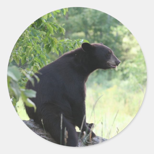 Sticker Rond ours noir assis dans l'arbre (Devant)