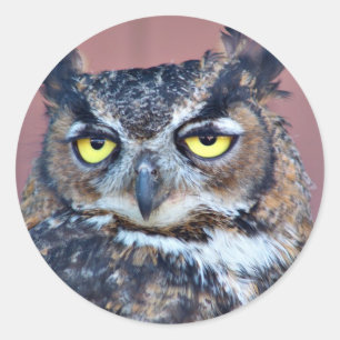 Sticker Rond Owl Eyes