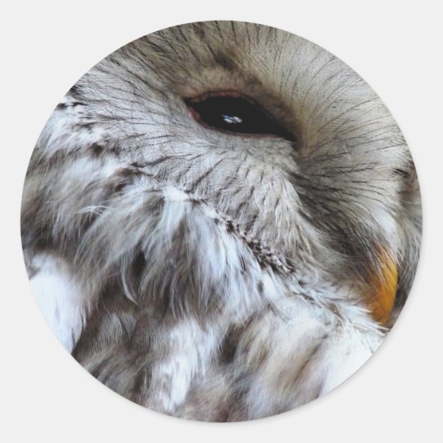 STICKER ROND OWLS (Devant)