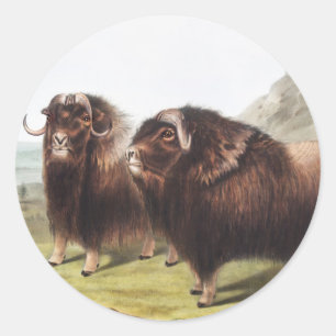 Sticker Rond Ox musqué (Ovibos moschatus)