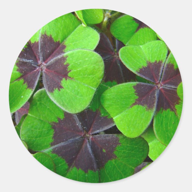 Sticker Rond Oxalis Feuille - Rouge et vert (Devant)