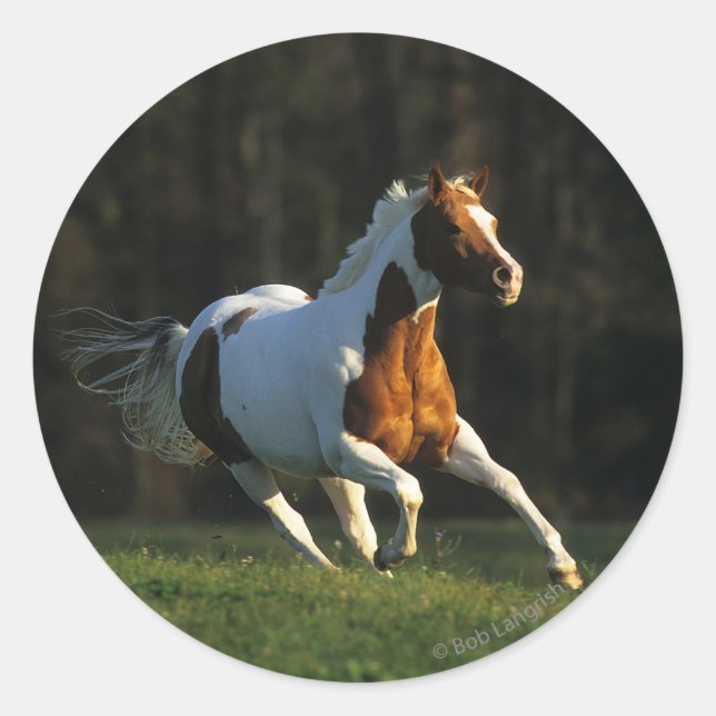Sticker Rond Paint Horse Running Fast (Devant)