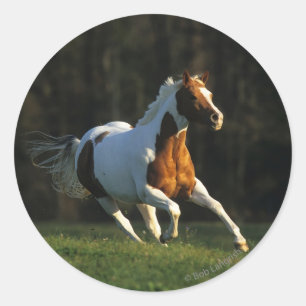 Sticker Rond Paint Horse Running Fast