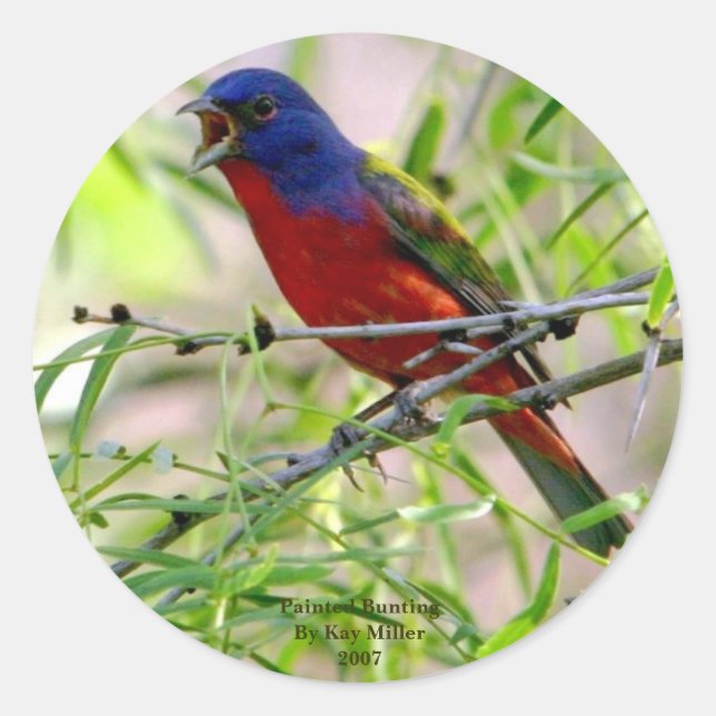 Sticker Rond Painted Bunting Par Kay Mil... (Devant)