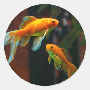 Sticker Rond Paire de Lucky Goldfish