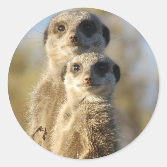 Sticker Rond Paire de Meerkats (Devant)