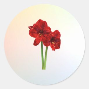 Sticker Rond Paire de Red Amaryllis