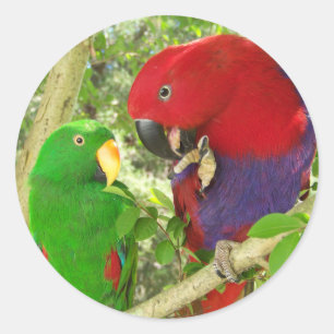 Sticker Rond Paire Eclectus