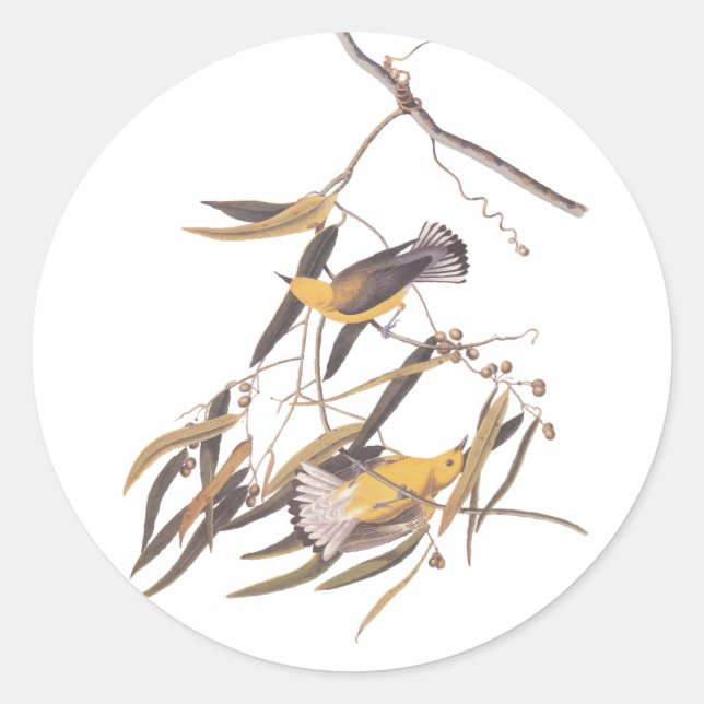 Sticker Rond Paire ornithologique jaune d'Audubon (Devant)
