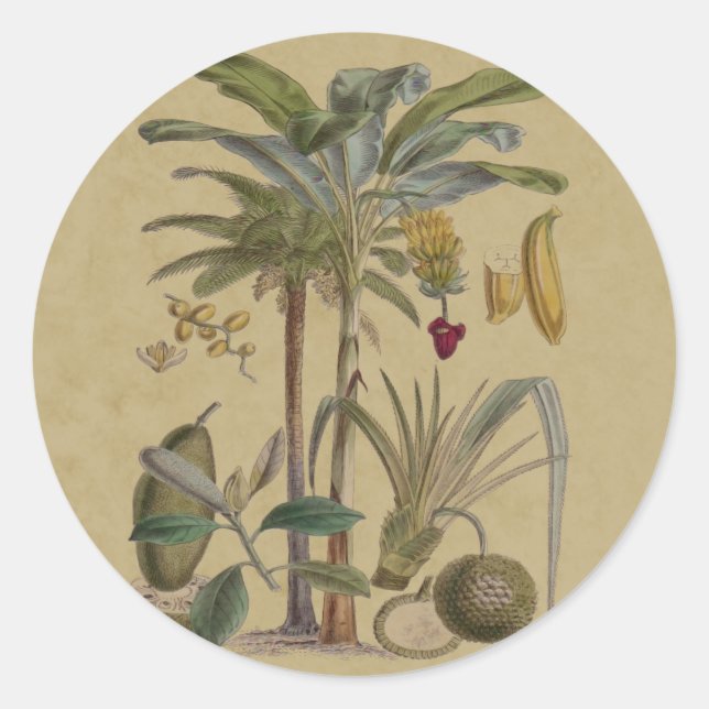 Sticker Rond Palm Antique Fruit Tropical Art Botanique (Devant)