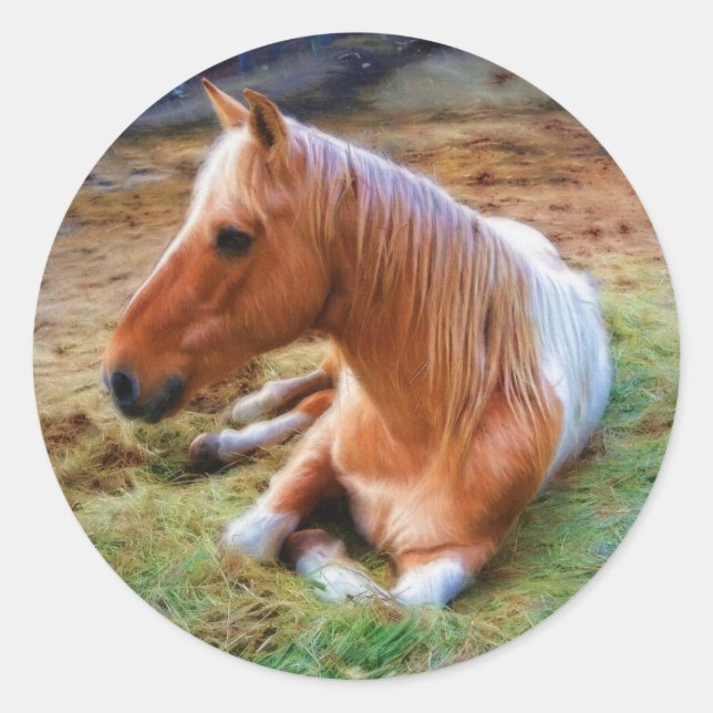 Sticker Rond Palomino Pinto Cheval Repose d'oeuvres (Devant)