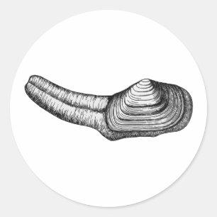 Sticker Rond Palourde de Geoduck (illustration noire et