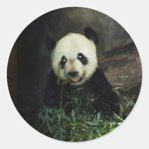 Sticker Rond Panda